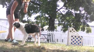 Missy: Agility day school lesson 3a (9/8/15)