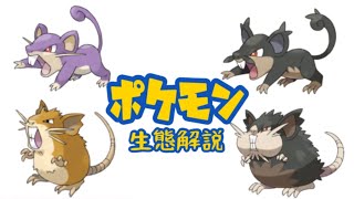 【ポケモン解説】「コラッタ」「ラッタ」の生態・小ネタ・鳴き声について！