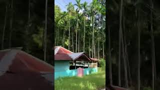 #forest area #havelock #palmtrees #Andaman and Nicobar #peaceful rides