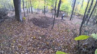 Planting Ginseng in Forests