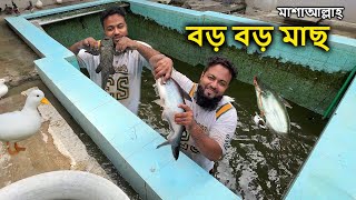 হাঁসের পুলে বড় বড় মাছের খেলা