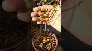 4月10日クヌギのどんぐり盆栽。けっこうの数の葉が出てきた。 #short #shorts #bonsai