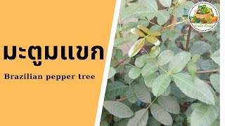 ประโยชน์ของมะตูมแขก | Brazilian Pepper-tree | กินผักเป็นยา