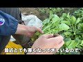 農家が教える！ほうれんそう収穫方法！家庭菜園やシェア畑をやっている人におすすめ！