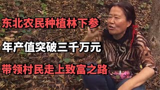 东北农民种植林下参，年产值突破三千万元，带领村民走上致富之路