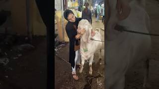 Deonar Bakra Mandi 2024 mein Bargaining Queen Arsheen from Empire Goat Yard ko mila ek bakra