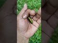 the largest shiny beetle i have ever found of its kind insects nature beautifulinsects shorts 5