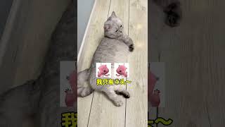 #张嘟嘟 #萌宠 #粤语 #被猫咪的表情笑到了