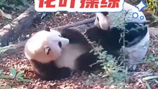 12.15.叶子:姐姐别吃了来玩吧大熊猫和花和叶 熊猫花花 熊猫界顶流