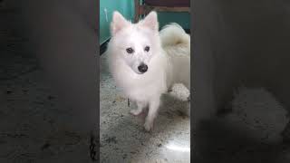 🐶sheero🐶 அன்புள்ள நன்றியுள்ள ஜீவன் இவங்க🐶🐾😘😘😘#youtube #dog #doglover #shortvideo #shortvideo