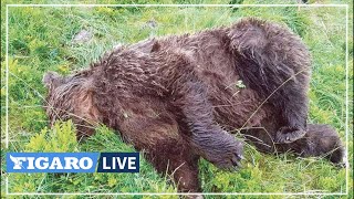 Ours abattu en Ariège : une prime de 10 000€ pour faire avancer l'enquête