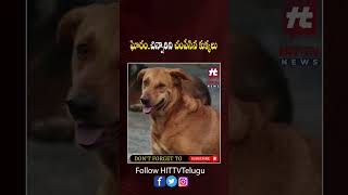 #ramgopalvarma #streetdogs #hittvtelugunews #viralnews