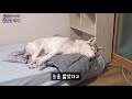 입춘인데.. 드디어 첫 눈이 왔어요 siberian husky