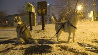 입춘인데.. 드디어 첫 눈이 왔어요! / Siberian Husky