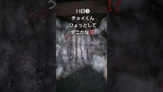 チョイくんどこで寝ているの⁉️😆首が気になります#shorts#猫#cat#猫散歩