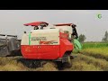 greatest team kubota harvester dc70plus rice cutting machinery working skills techniques operator