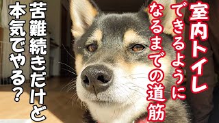 【柴犬】子犬の時は出来てたのに！散歩でしかトイレしなくなった！成犬になってから、トイレトレーニングをやり直した飼い主。飼い主が実際にどんな風にして、成犬になった柴犬に室内でトイレが出来るようにした過程