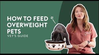 How To Feed Overweight Pets · Vet's Guide