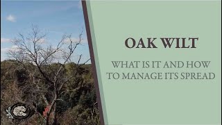 Why Are My Oak Trees Dying? | Oak Wilt: What is it and How to Manage its Spread