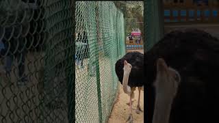 ഒട്ടകപക്ഷി 😲😲 | Ostrich #youtubeshorts #shortvideo #trending #viral