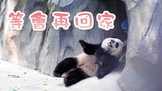 《熊貓主題趴》放學了，熊貓還是不想回家怎麼辦？ | iPanda熊貓頻道