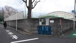 桜花爛漫2022：佼成病院東側～杉並区立和田小学校（西校舎）南側：東京都杉並区和田二丁目20220327 173839