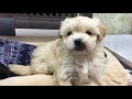 ペット専門店コジマ　竹ノ塚店　ハーフ犬　マルプー　2020 11 06