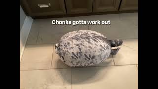 Chonk gets weighed( ͠° ͟ʖ ͡°)