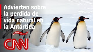 Científicos alertan por pérdida de biodiversidad en la Antártida