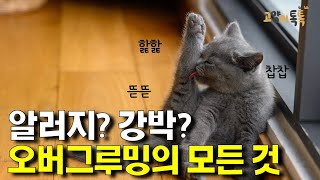 고양이가 유독 많이 핥는다면?? (오버그루밍)