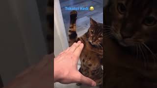 Tokatci Kedi Orginal #kediler #catvideos #komik #katzenvideos #komikkediler