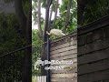 why the white peacock standing on the gate