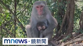 獼猴為何抱小貓小狗？　專家：雄猴也有育幼天性｜#鏡新聞