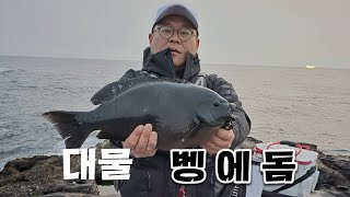 대물이 득실득실 합니다 무조건 다녀오세요 긴꼬리 벵에돔 낚시