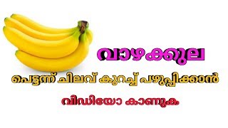 പെട്ടന്ന് വാഴക്കുല പഴുപ്പിക്കാൻ ഉള്ള ചിലവ് കുറഞ്ഞ ഒരു ട്രിക്.