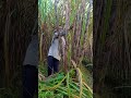 expert farmer pruning sugar cane for the perfect harvest shorts shortsvideo