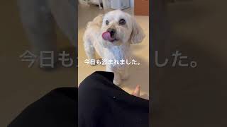 #犬 #dog /骨泥棒