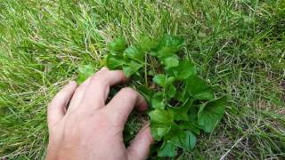 Identifying and controlling Wild Violet 2