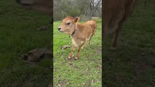 From wobbly 1st steps to a strong beautiful calf!