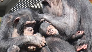 接触なし兄弟フブキとイブキ　多摩動物公園　チンパンジー　202412