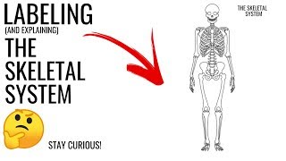 Labeling the Skeletal System | Stay Curious