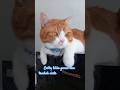 Pipi cubbynya oyen tambah bikin gemas#shorts#cat#oyen#catlover#kucing#oyenlucu#viralcats#viralvideo