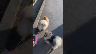 ポメラニアンウルフセーブル多頭飼い散歩♡#shorts