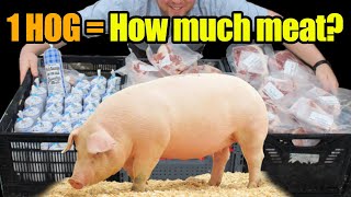 How Much Meat Comes From 300 lb Meat Hog/Pig? \u0026 What Meat Cuts Can I Get?