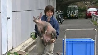 ツチブタの散歩 / 東山動物園