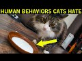 18 Human Behaviors That Annoy Your Cat (And How to Avoid Them)🔥