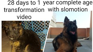 Female long coat German shepherd Amazing age transformation from 28 days to 1 year slomo effects