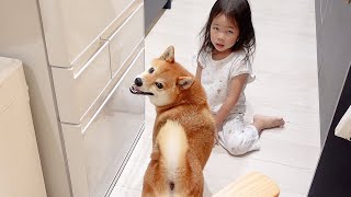 叱られた４歳娘を慰めに行く柴犬おねーちゃん