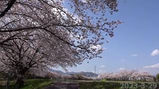 こだま千本桜 小山川河畔下流から上流へ約５ｋｍ歩く　2023-3-29