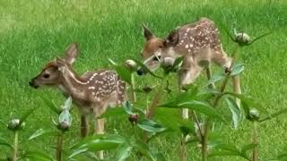 Twin fawns 4